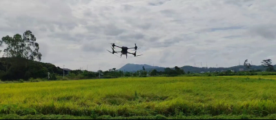无人机吹水作业，抓住短暂的雨停时间，抢收稻谷！
