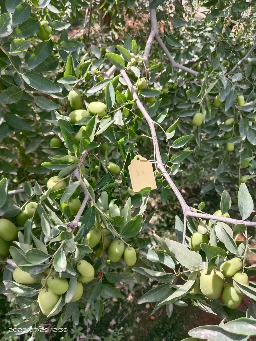 这是棵黄化树，艾乐根处理，100毫升，树盘开浅沟（10㎝），兑水35斤冲施，埋沟。现在产量很棒