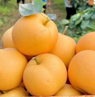 山东秋月梨新鲜甜薄皮超甜中大果梨子水果批发整箱正宗秋月梨，口感细腻甘甜，皮薄肉厚