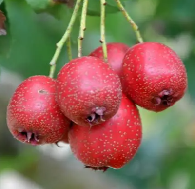 山楂
采购意向地：&nbsp;面向全国
送货地区：&nbsp;山东
其他要求：&nbsp;寻求靠谱货源，长期合