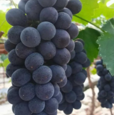 【巨峰葡萄】精品河北巨峰葡萄 现采现摘，可对接各大商超
河北邢台夏黑葡萄来啦！颗
