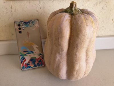 株洲市仙庾岭山脚下种植的有机生态金香蜜南瓜。喝山泉雨露长大，口感最是甜粉糯。对所