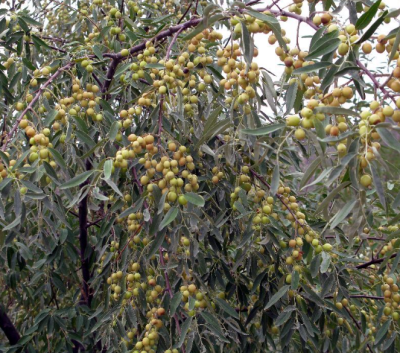 [采购/收购]沙枣&nbsp;200斤
采购意向地：&nbsp;面向全国
送货地区：&nbsp;山东
其他要求