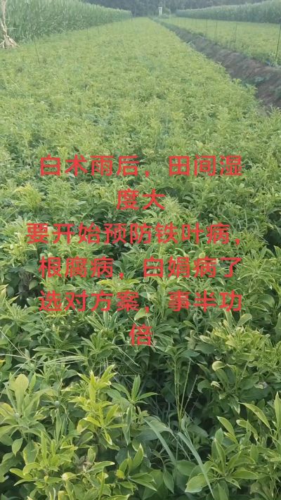 雨期过后白术病害要防治了
预防铁叶病，白娟病
现在也进入了膨大期
可以打膨大的