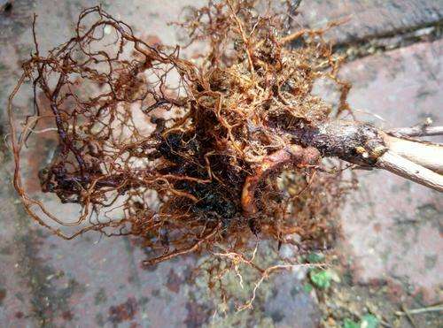 蓝莓根腐病由真菌引发，致根烂叶黄，需选抗病种、控水肥、用药物防治。