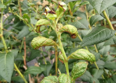 蓝莓蓟马微小难察，危害叶片嫩梢花果，需农物生化综合防治