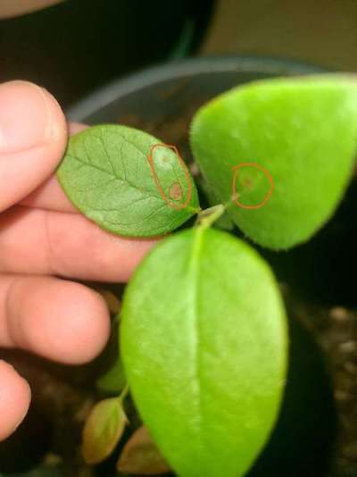 蓝莓叶斑病高温湿发，叶斑霉层致早落，农化生防结合控病保产