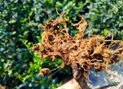 蓝莓根腐病镰刀菌致，根腐叶枯株萎，农化生防结合控病保产