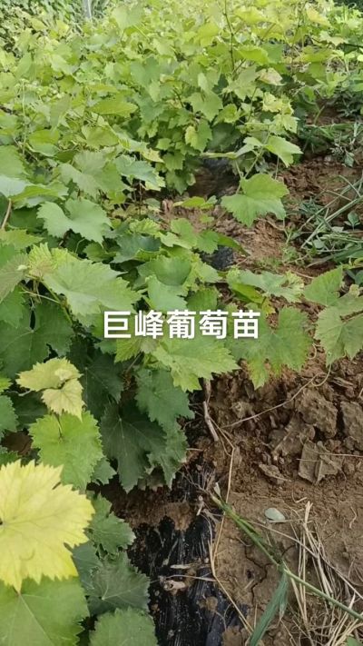 巨峰葡萄苗。一年扦插苗。需要联系。苗圃基地直销！需要联系18534302961