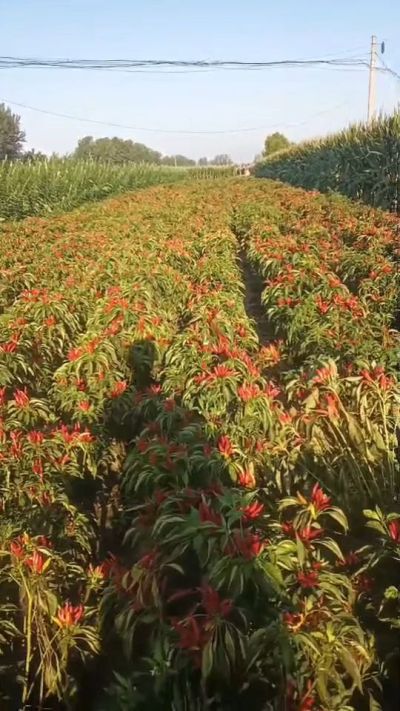 金樱一号辣椒，早熟，大果形，抗日灼，果子重