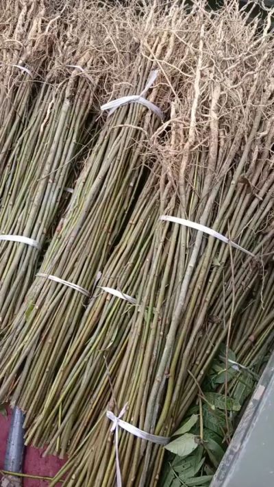 臭椿苗，一年子播苗，大量供应！苗圃基地直销。需要联系