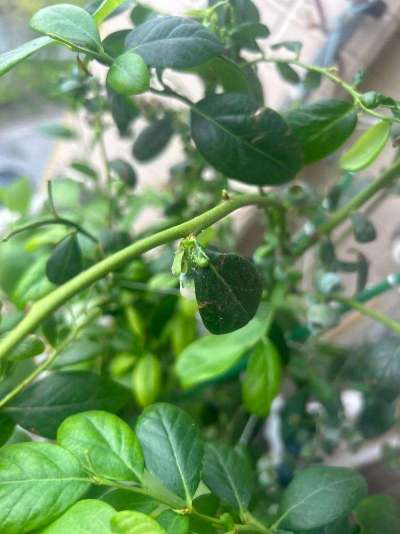 蓝莓白粉虱：从识别到防治的全指南