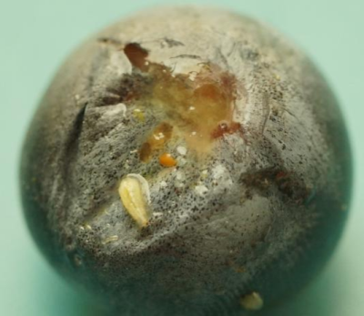 蓝莓果蝇危害大，综合防治要趁早，农物化生结合保蓝莓品质