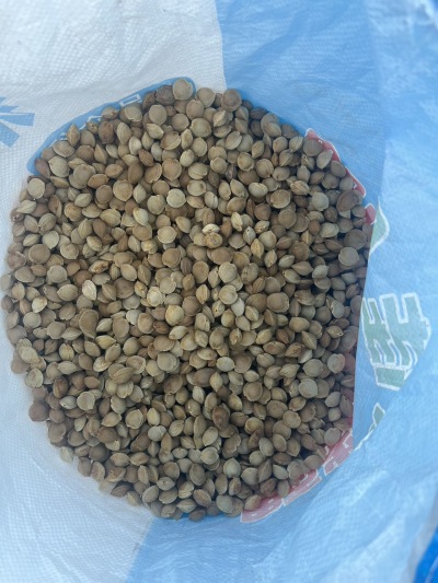 
**西北杏核&mdash;&mdash;来自大漠的自然馈赠**

在广袤的西北大地，阳光充足、昼夜温差