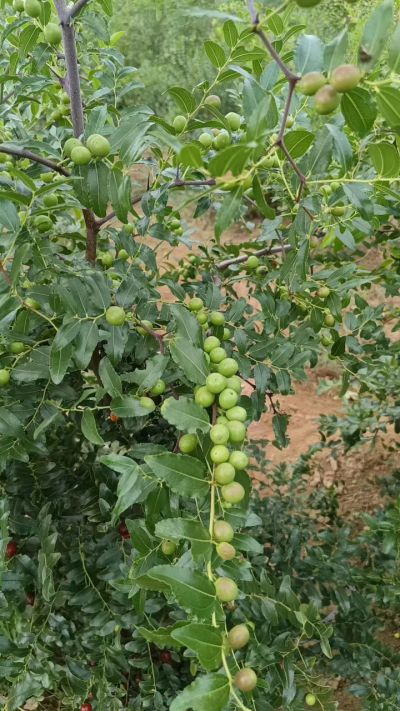 晋酸六号，药用酸枣高产苗。需要联系18534302961