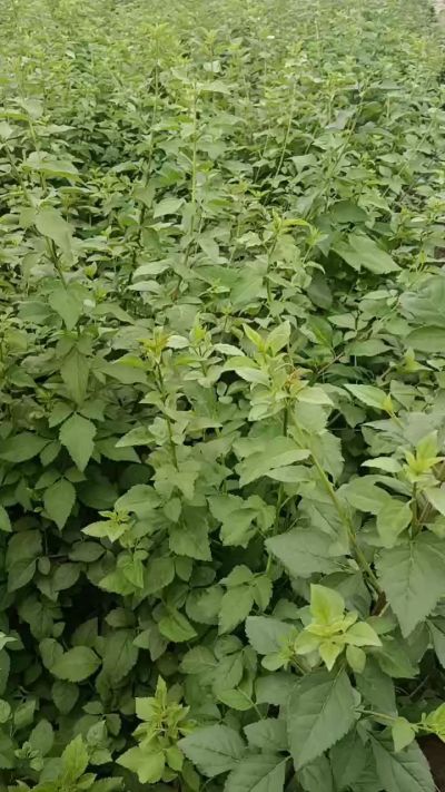 药用连翘苗，科研五号，需要联系18534302961