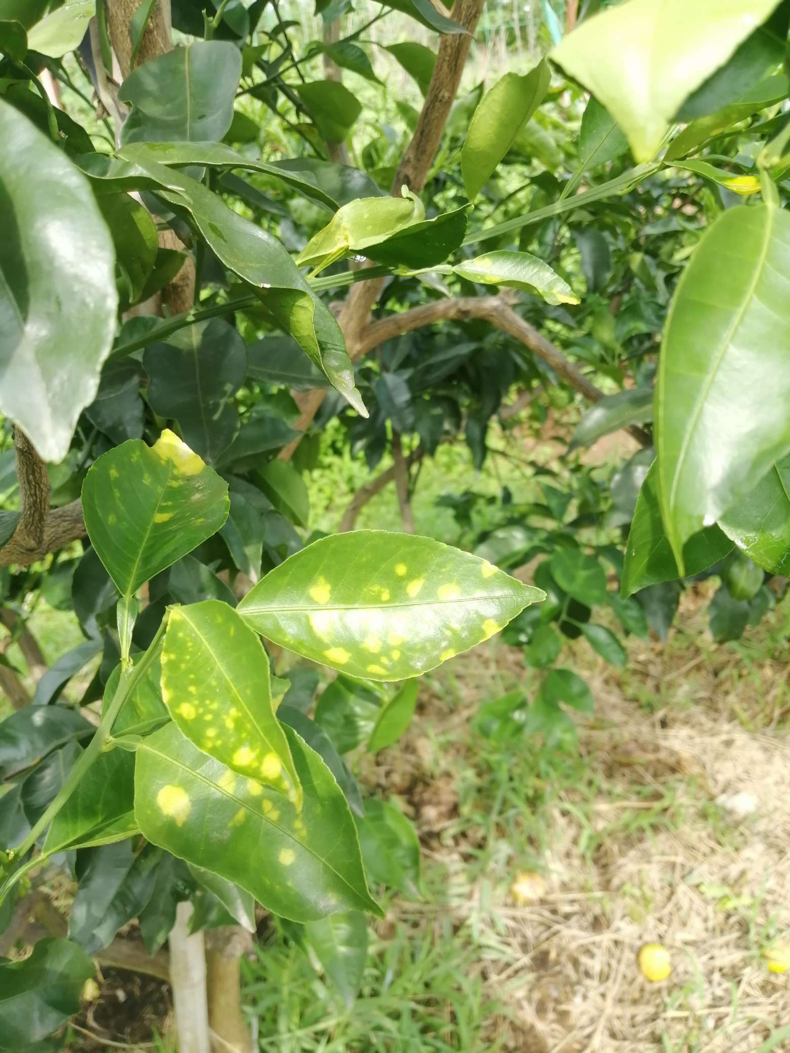 叶斑病，真菌感染