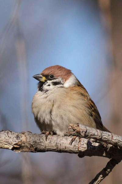 蓝莓鸟害啄果实，需多法驱鸟护产