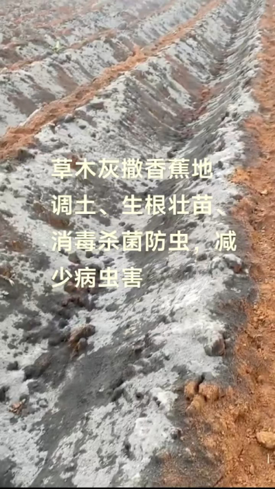 [太阳]纯植物草木灰源头厂家，草木灰广泛适用于各类农作物，是性价比很高的有机肥