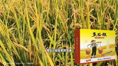 多石粮-谷物小分子有机酸，田间表现。
剑叶挺拔，灌浆饱，千粒重，上粮快。