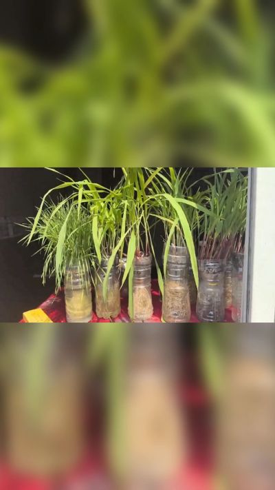 微生物菌剂，出厂前每克添加5亿微生物。最新实验生根育苗，保证不烧苗，促进毛细根增长，抑制病虫害，疏松土壤，保水保肥。近期需要用肥的老板提前联系，19331068337微信同步。