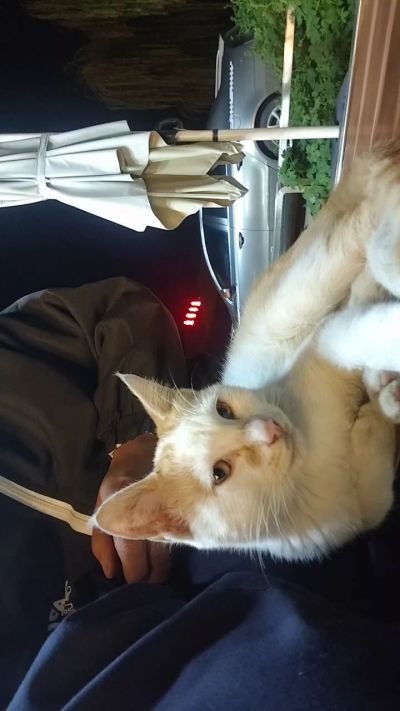 这是我在野外今年春天开始喂养的小猫🐈🐱🐱🐱🐱🐱🐱🐱🐱🐱🐱🐱很可爱