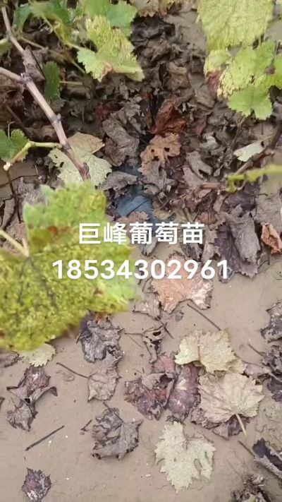 巨峰葡萄苗，一年扦插苗，苗圃基地直销！需要联系18534302961