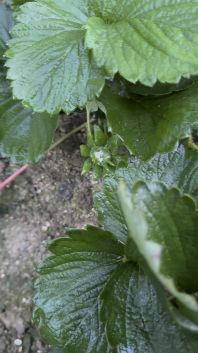 控不住就坏，控好了，比二冷冻快