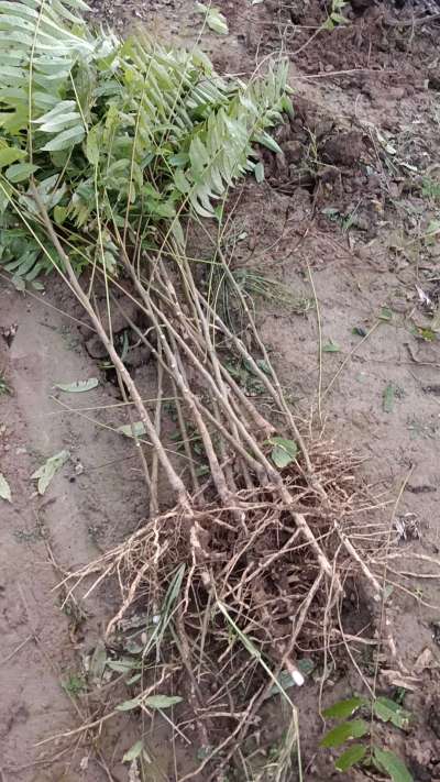 出售臭椿苗，巨峰葡萄苗。药用连翘苗，科研五号优质种苗，2/5年苗，药用连翘树，挂果树，全国包邮到家！财富密码18534302961