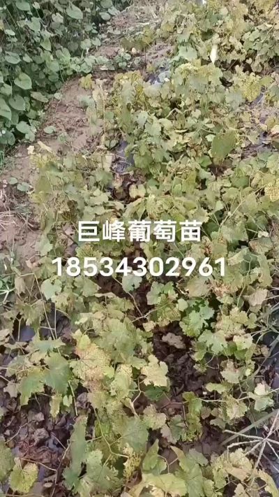 出售早熟巨峰葡萄苗。药用连翘苗，科研五号优质种苗，2/5年苗，药用连翘树，挂果树，全国包邮到家！财富密码18534302961