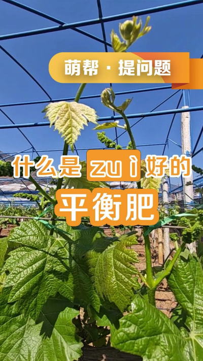 什么是最好的平衡肥