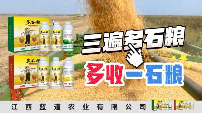 冬季种植，油菜，小麦，草莓等作物的，出现了除草剂药害，黄叶，僵苗，苗不长等问题，马上用多石粮，确保5天见到效果。