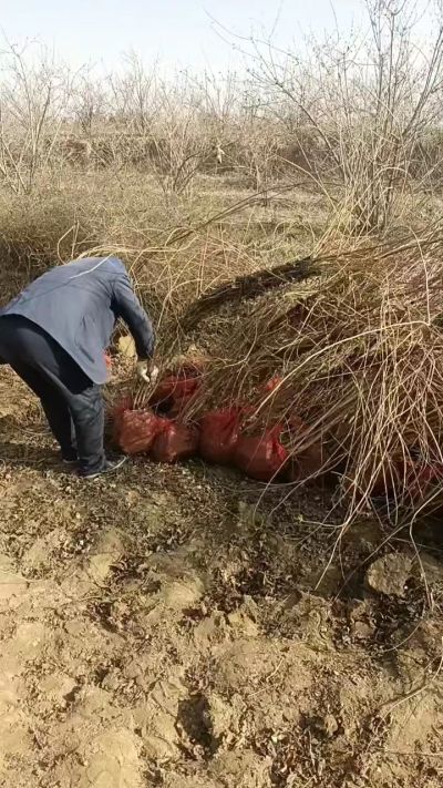 出售药用连翘苗，科研五号优质种苗，2/5年苗，药用连翘树，挂果树，全国包邮到家！财富密码18534302961出售药用连翘苗，科研五号优质种苗，2/5年苗，药用连翘树，挂果树，全国包邮到家！财富密码1