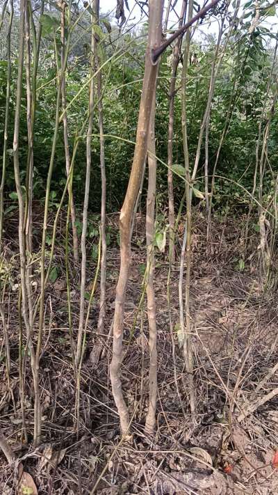 出售臭椿苗，巨峰葡萄苗。药用连翘苗，科研五号优质种苗，2/5年苗，药用连翘树，挂果树，全国包邮到家！财富密码18534302961