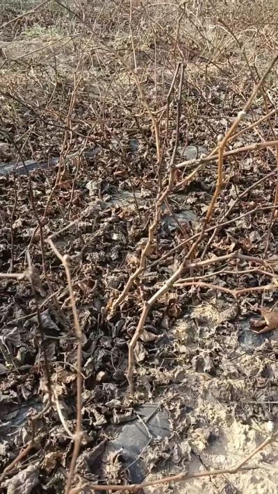 户太八号葡萄苗，，一年扦插苗，需要联系我