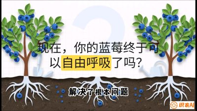 第3节：别把树&ldquo;憋死&rdquo;&mdash;&mdash;正确的定植与换盆手法,   课程：《蓝莓&ldquo;高产&rdquo;实战课：从选苗到丰收的10个关键点》