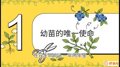 第6节：修剪决定产量（上）&mdash;&mdash;幼苗期与生长期修剪， 课程：《蓝莓&ldquo;高产&rdquo;实战课：从选苗到丰收的10个关键点》