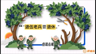 第7节：修剪决定产量（下）&mdash;&mdash;结果树的更新与疏果，课程：《蓝莓&ldquo;高产&rdquo;实战课：从选苗到丰收的10个关键点》