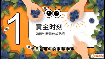 第10节：完美的&ldquo;果粉&rdquo;&mdash;&mdash;采摘时机与保鲜， 课程：《蓝莓&ldquo;高产&rdquo;实战课：从选苗到丰收的10个关键点》