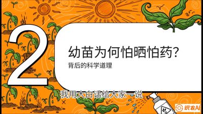 第02节：幼树管理&mdash;&mdash;&ldquo;防晒又防草，树势起得早&rdquo;，课程：《槟榔种植：从不懂到精通的10堂必修课》