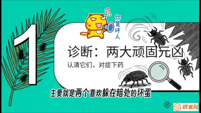 第06节：顽固虫害防治&mdash;&mdash;&ldquo;钻心虫与红蜘蛛，打准时间才服输&rdquo;《槟榔种植：从不懂到精通的10堂必修课》