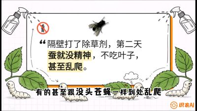 第05节：养蚕人的&ldquo;排雷战&rdquo;&mdash;&mdash;除草剂的生死禁忌，课程：《桑海淘金：桑树高产与蚕桑安全进阶实战课》