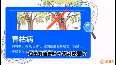 第08节：看不见的杀手&mdash;&mdash;青枯病与萎缩病，课程：《桑海淘金：桑树高产与蚕桑安全进阶实战课》