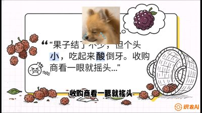 第10节：甜蜜的科学&mdash;&mdash;膨大、增甜与转色，课程：《桑海淘金：桑树高产与蚕桑安全进阶实战课》