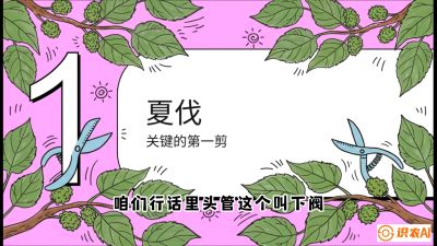 第11节：叶果双收&mdash;&mdash;特殊的夏伐与冬伐，课程：《桑海淘金：桑树高产与蚕桑安全进阶实战课》