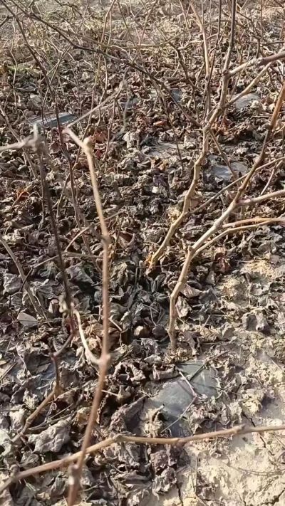 出售巨峰葡萄苗。药用连翘苗，科研五号优质种苗，2/5年苗，药用连翘树，挂果树，全国包邮到家！财富密码18534302961