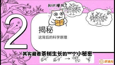 第04节（修剪篇）：树势复活术：从&ldquo;越剪越弱&rdquo;到&ldquo;枝繁叶茂&rdquo;的能量管理与夏秋茶逆袭，课程：《茶金时代：从&ldquo;看天吃饭&rdquo;到&ldquo;精准控局&rdquo;的茶叶高产提质实战课》