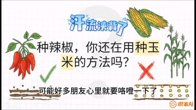 第1节：【品种定江山】工业辣椒vs小米辣：底肥公式与密度陷阱的&ldquo;百万生意经&rdquo;，课程：《辣椒种植实战特训营，从工业辣椒到精品小米辣，教你如何把&ldquo;草&rdquo;种成&ldquo;金&rdquo;》