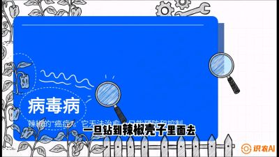 第5节：【病毒病阻击】辣椒的&ldquo;癌症&rdquo;怎么治？从&ldquo;绝收恐慌&rdquo;到&ldquo;带毒生产&rdquo;的逆转术，课程：《辣椒种植实战特训营，从工业辣椒到精品小米辣，教你如何把&ldquo;草&rdquo;种成&ldquo;金&rdquo;》