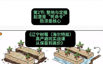 第二节： 整地与定植&mdash;&mdash;起垄是&ldquo;死命令&rdquo;，防涝是核心，课程：《辽宁树莓（海尔特兹）高产避坑实战课：从保苗到高价》